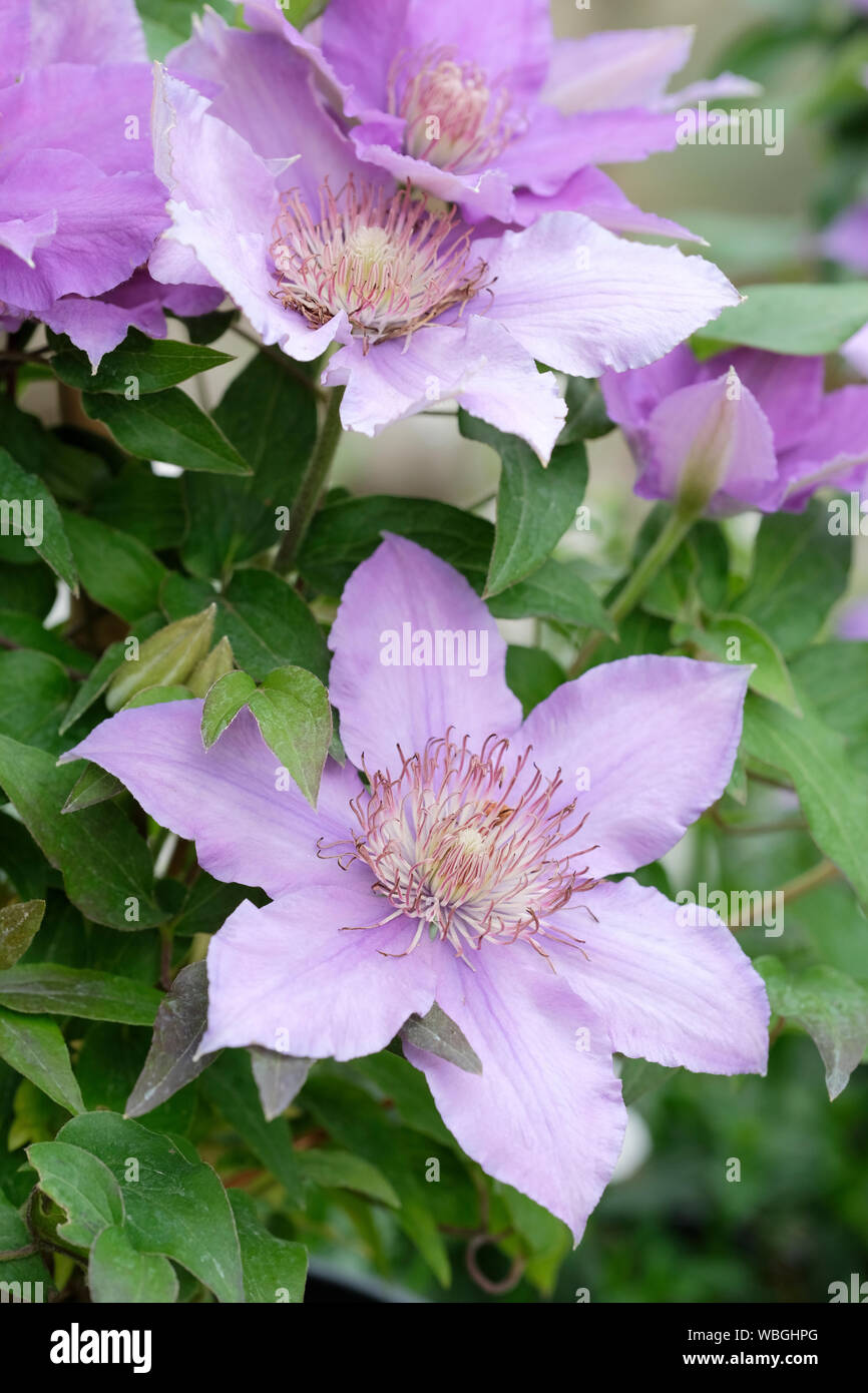 Nahaufnahme der Clematis bijou Evipo030 blass lila Blumen Stockfoto