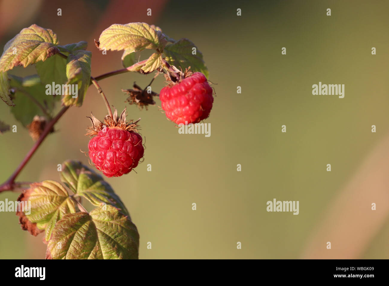 Roten Himbeeren auf einem Zweig Reif, close-up. Schöne Himbeere wächst auf einem grünen Busch, selektiven Fokus Stockfoto