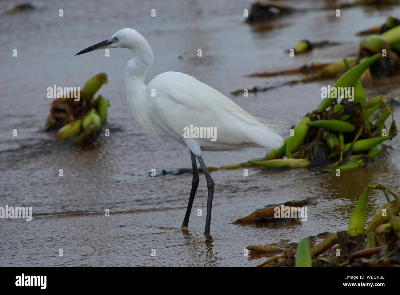 Ein Kleiner Reiher Anpirschen an den Ufern des Lake Victoria Stockfoto