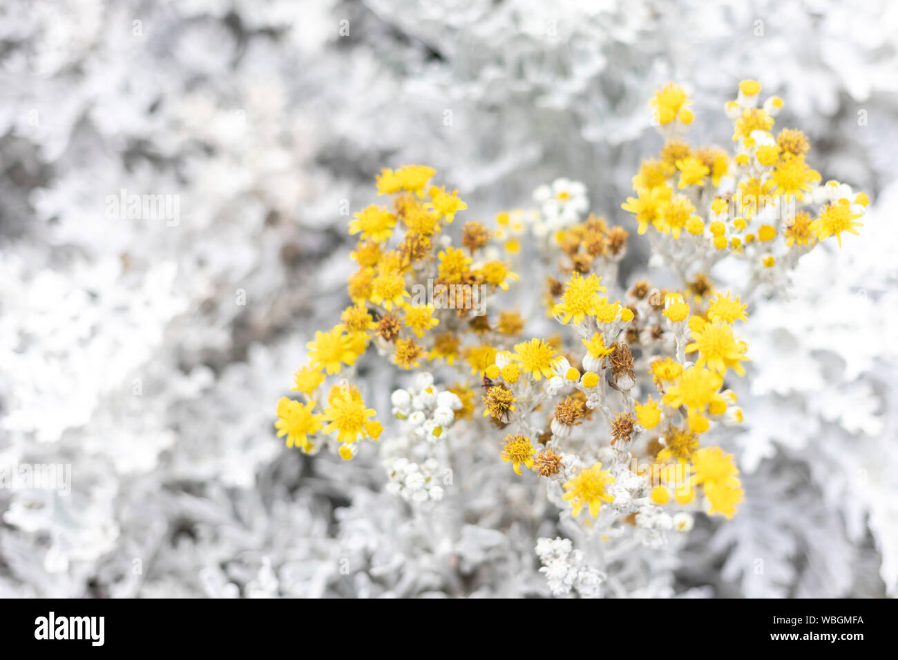 Senecio cineraria cirrus Fotos und Bildmaterial in hoher Auflösung