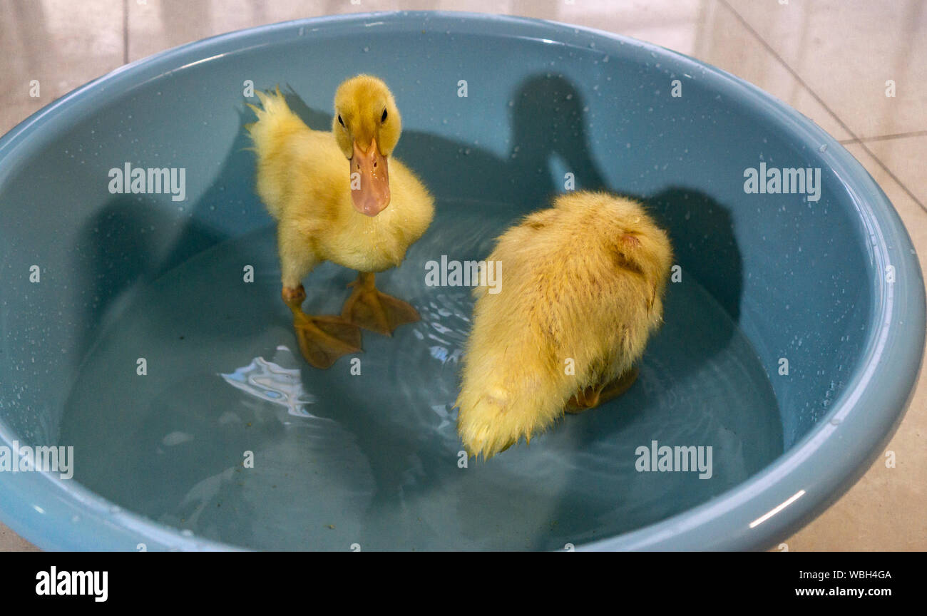 Gelbe Entenküken in Wanne mit Wasser Stockfoto