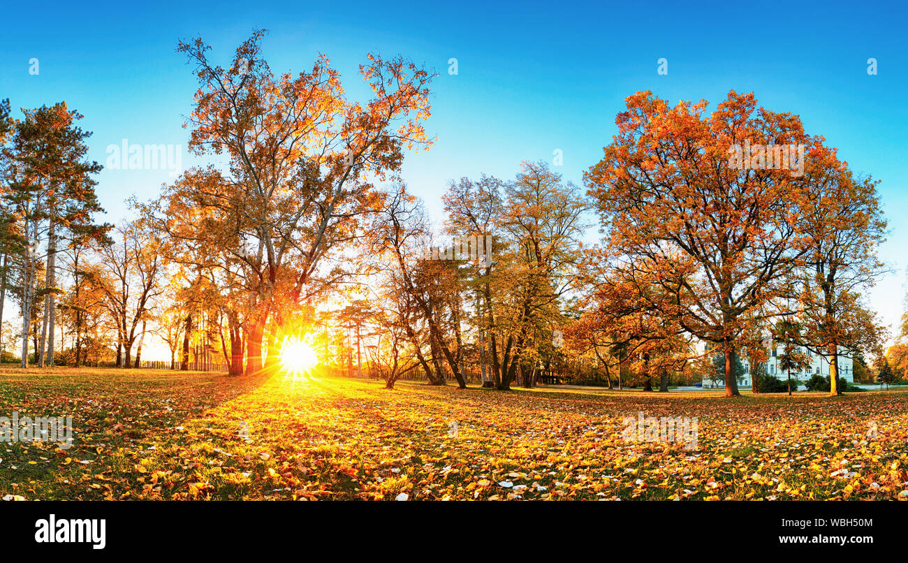 Herbst Wald Panorama Park Stockfoto
