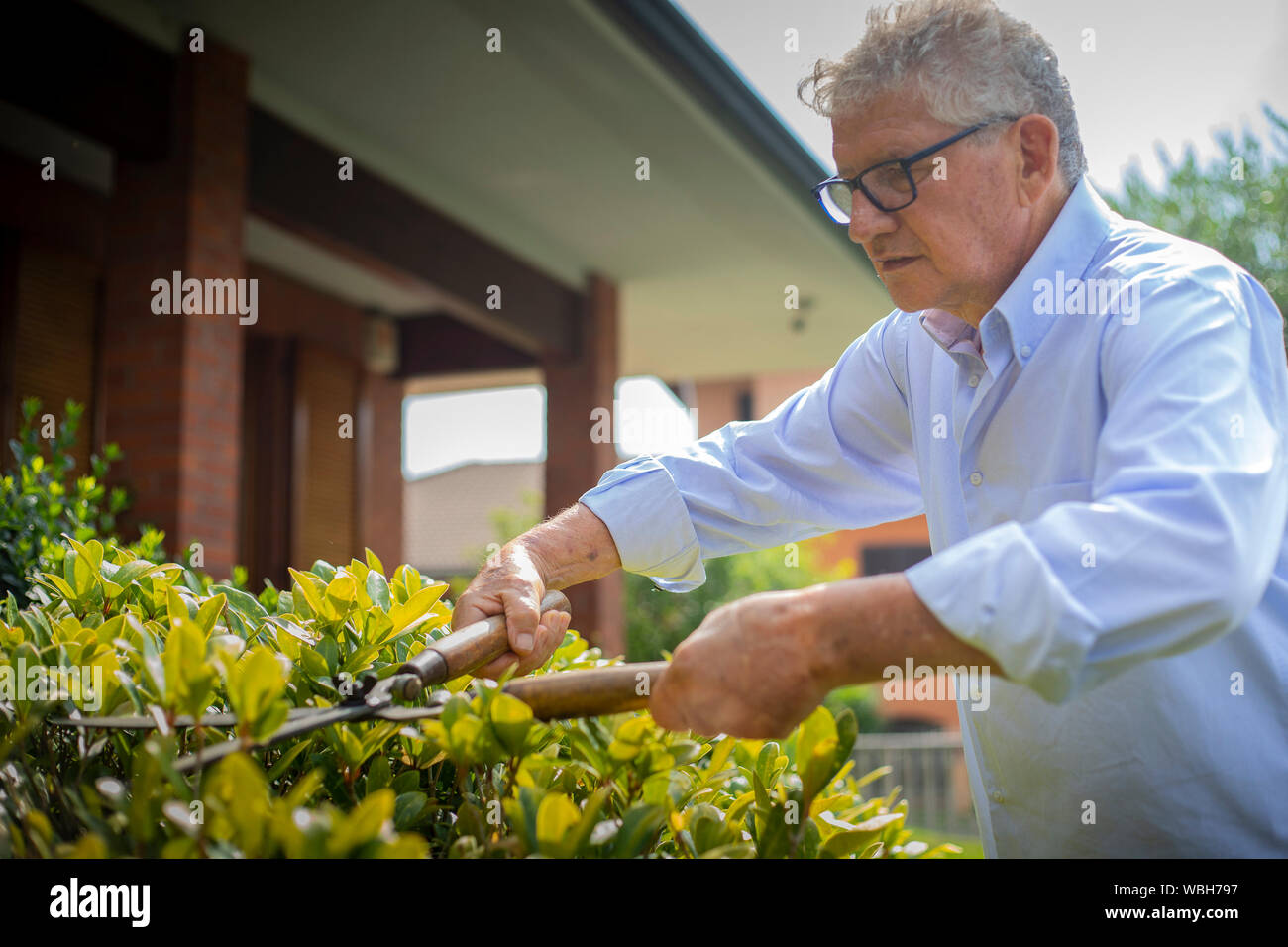 Portrait eines älteren kaukasischen Mann mit Brille und Shirt Beschneidung einen Busch im Garten an einem sonnigen Tag. Stockfoto