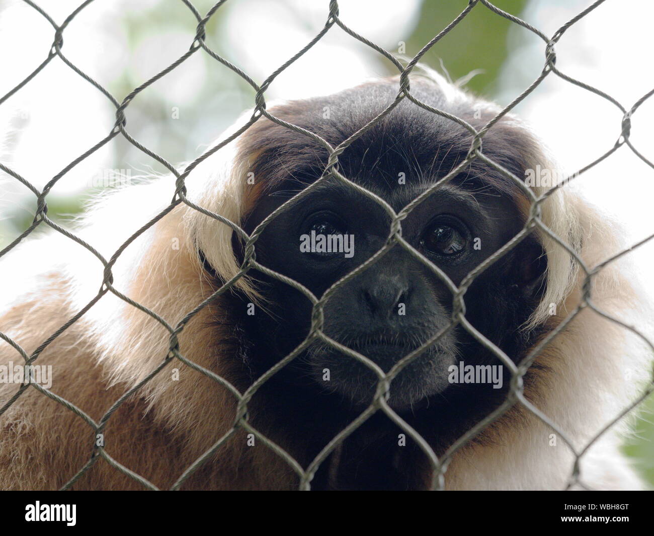 Traurig gefangengesetzt Gibbon hinter Zaun Stockfoto