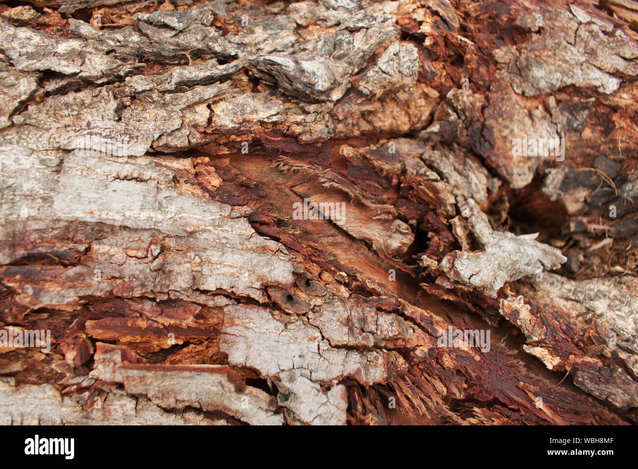 Braue Baumrinde, raue Textur von Baumrinde mit Rissen Stockfoto