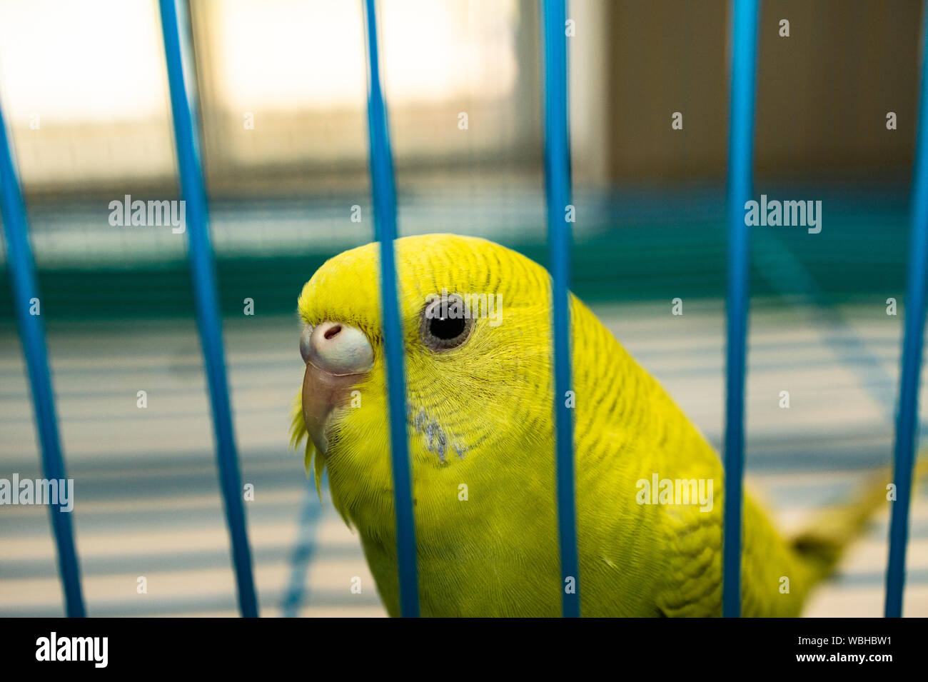 Caged gelb Sittich Nahaufnahme des Gesichts Stockfoto