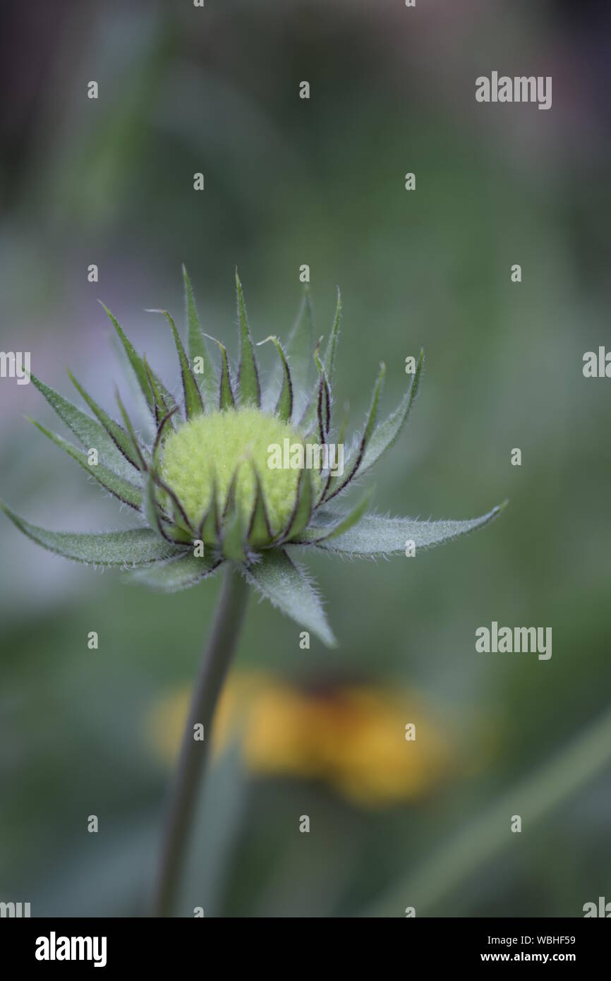 Decke Blume ist blühende Pflanze aus der Familie. Gaillardia Blütenknospe auf verschwommenen Hintergrund. Blume der Aster Familie, im Landschaftsbau, f Stockfoto