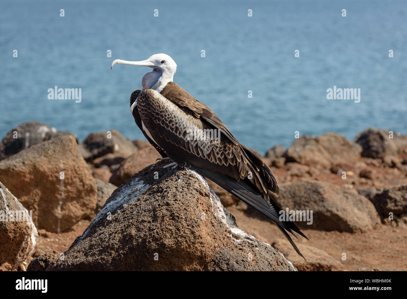 Ein Jugendlicher fregate Vogel auf North Seymour, Galapagos, Ecuador, Südamerika. Stockfoto