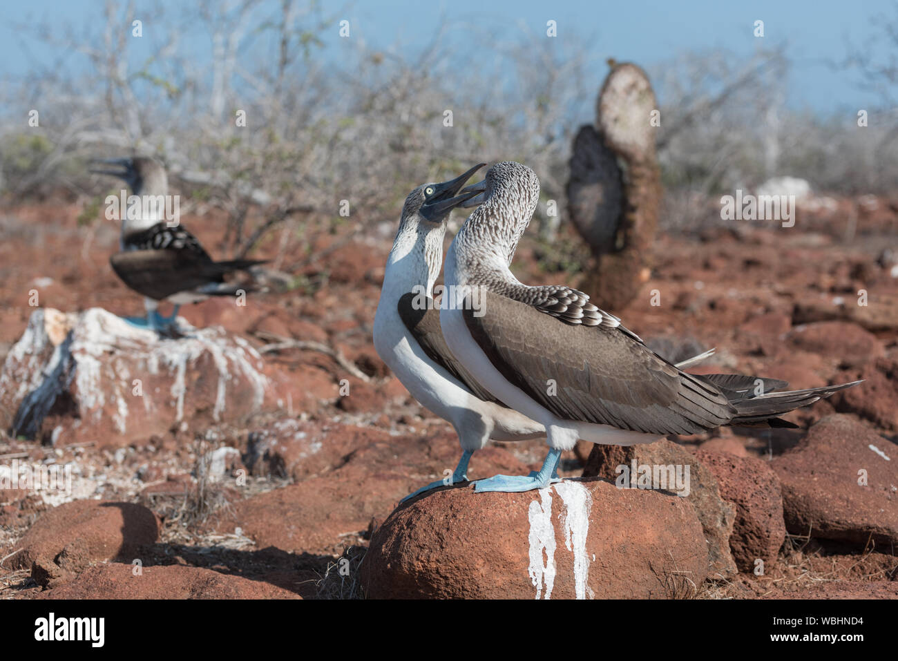 Zwei blaue footed Booby, North Seymour, Galapagos, Ecuador, Südamerika. Stockfoto