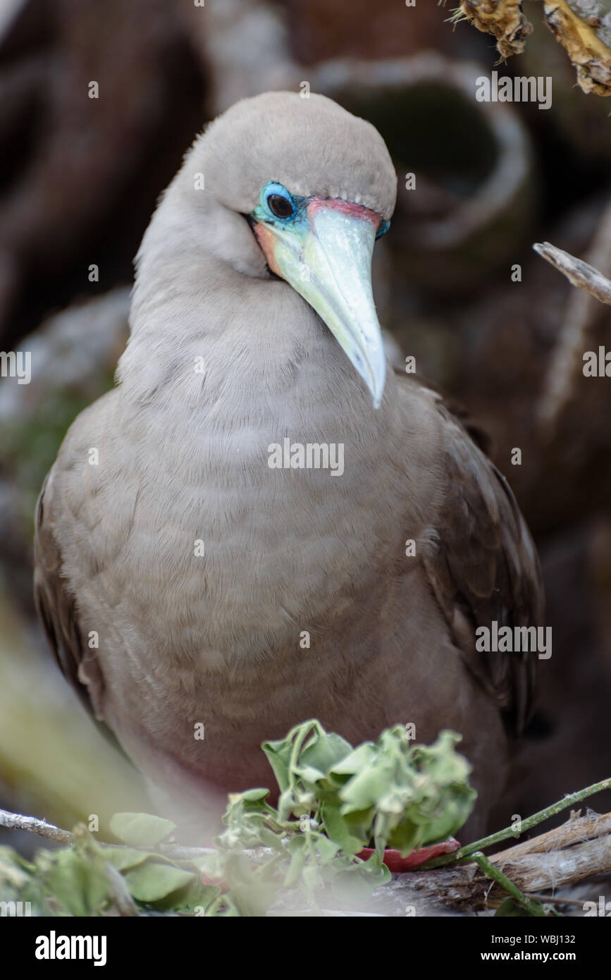 Red footed Booby (Sula Sula), Darwin Bay, Genovesa, Galapagos, Ecuador, Südamerika. Stockfoto