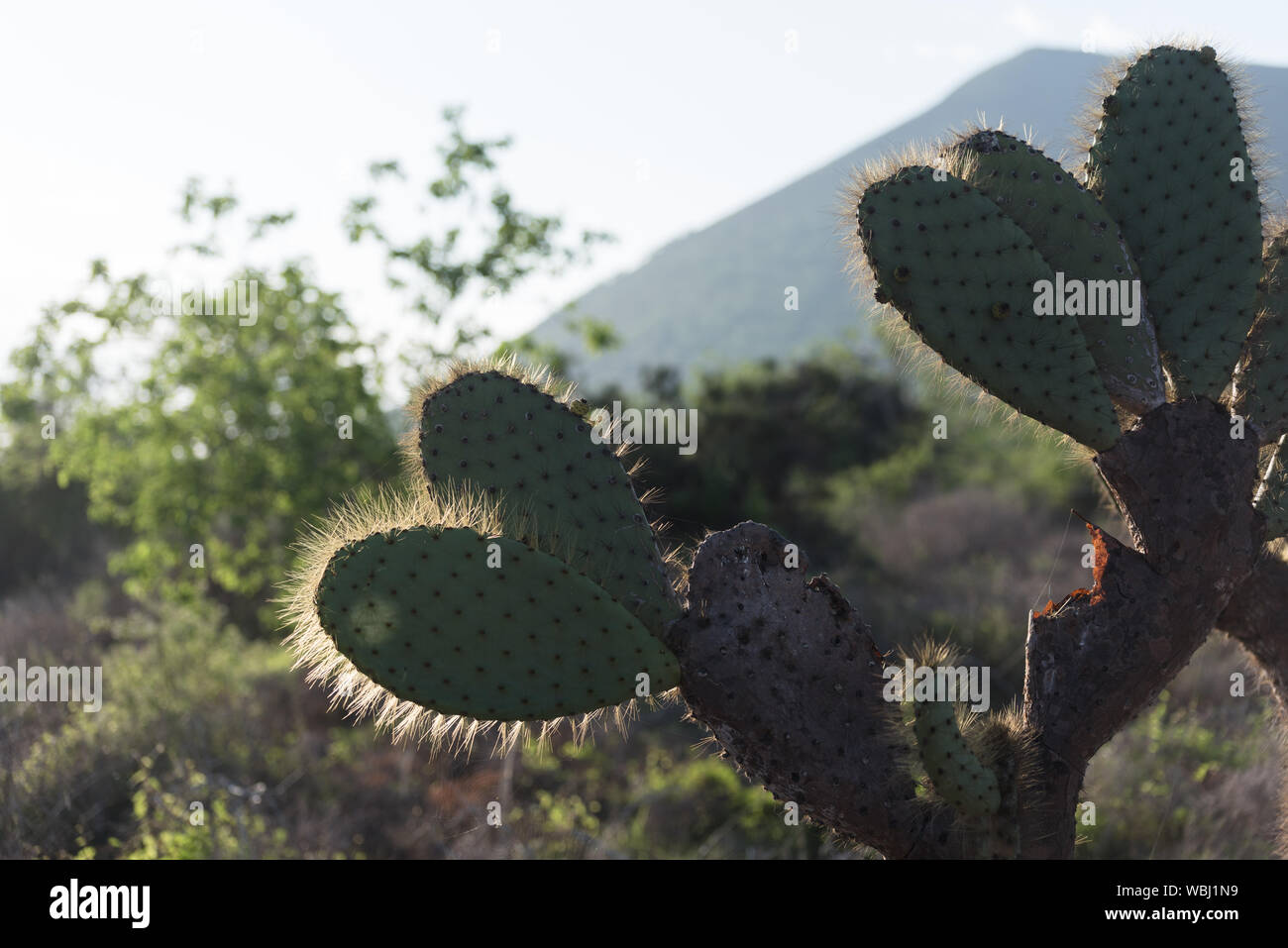 Giant Prickly Pear Cactus, Puerto Egas, Insel Santiago, Galapagos, Ecuador, Südamerika. Stockfoto