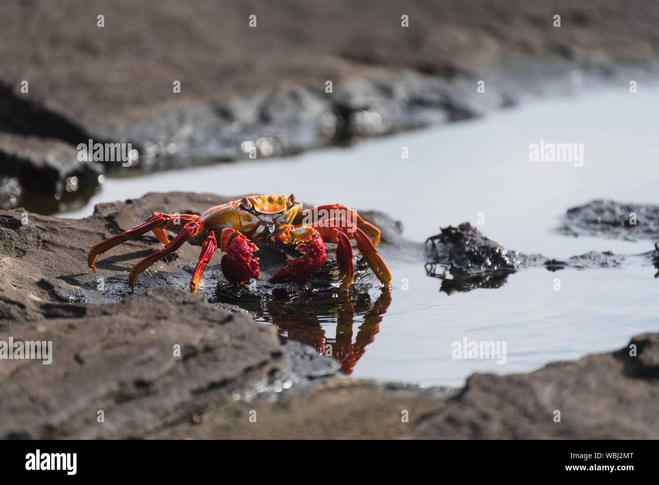 Sally Lightfoot Crab (grapsus grapsus) auf Rock bei Puerto Egas auf Santiago, Galapagos, Ecuador, Südamerika. Stockfoto