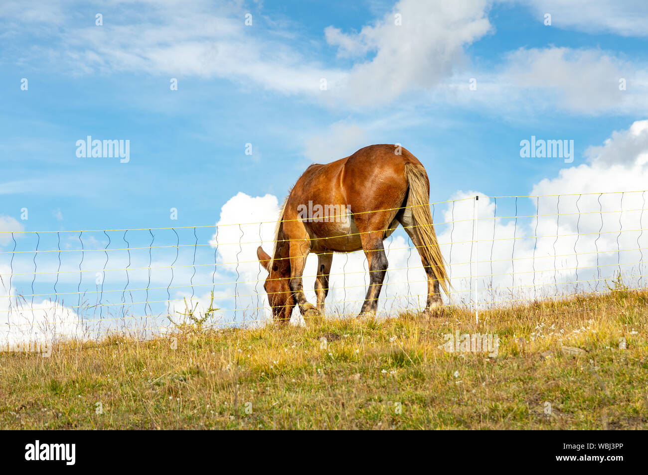 Pferde wandern in der Nähe von Col d Allos in Frankreich Stockfoto