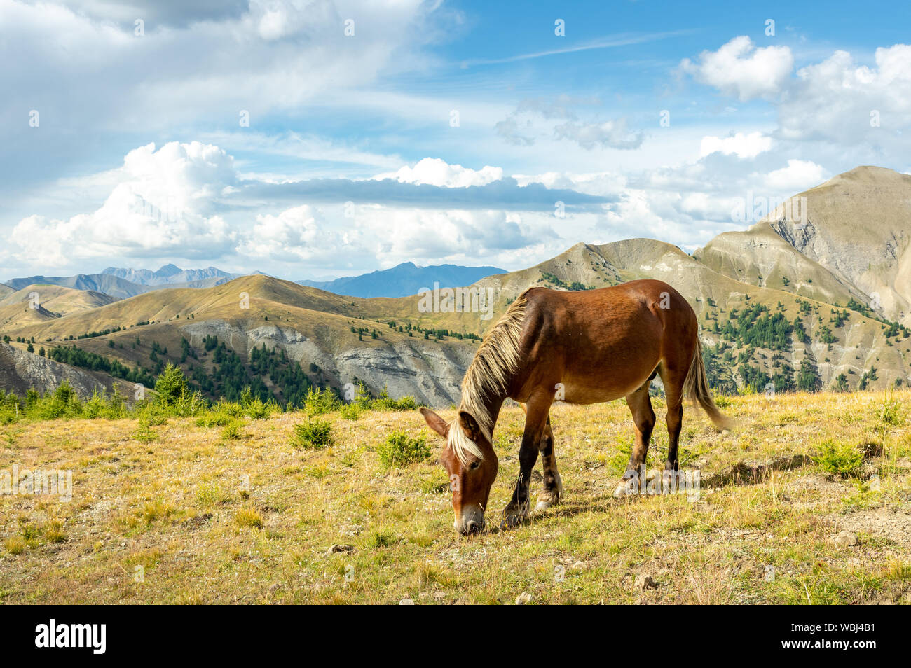 Pferde wandern in der Nähe von Col d Allos in Frankreich Stockfoto