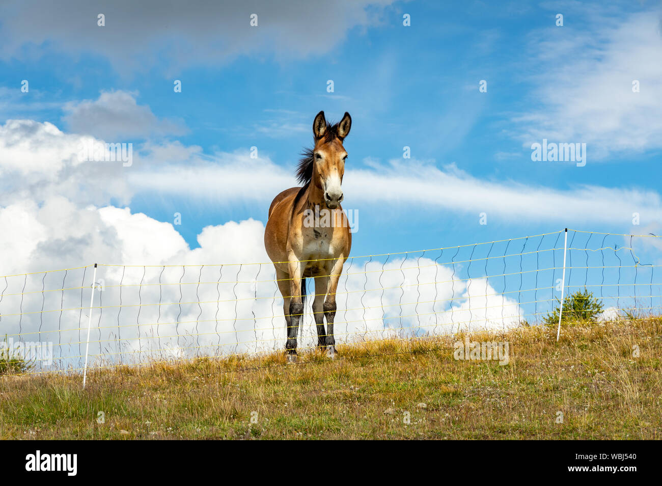 Pferde wandern in der Nähe von Col d Allos in Frankreich Stockfoto