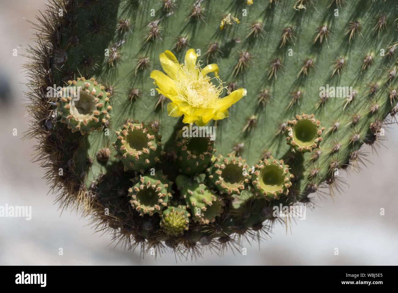 Galapagos Giant Prickly Pear Cactus, Santa Fe, Galapagos, Ecuador, Südamerika. Stockfoto