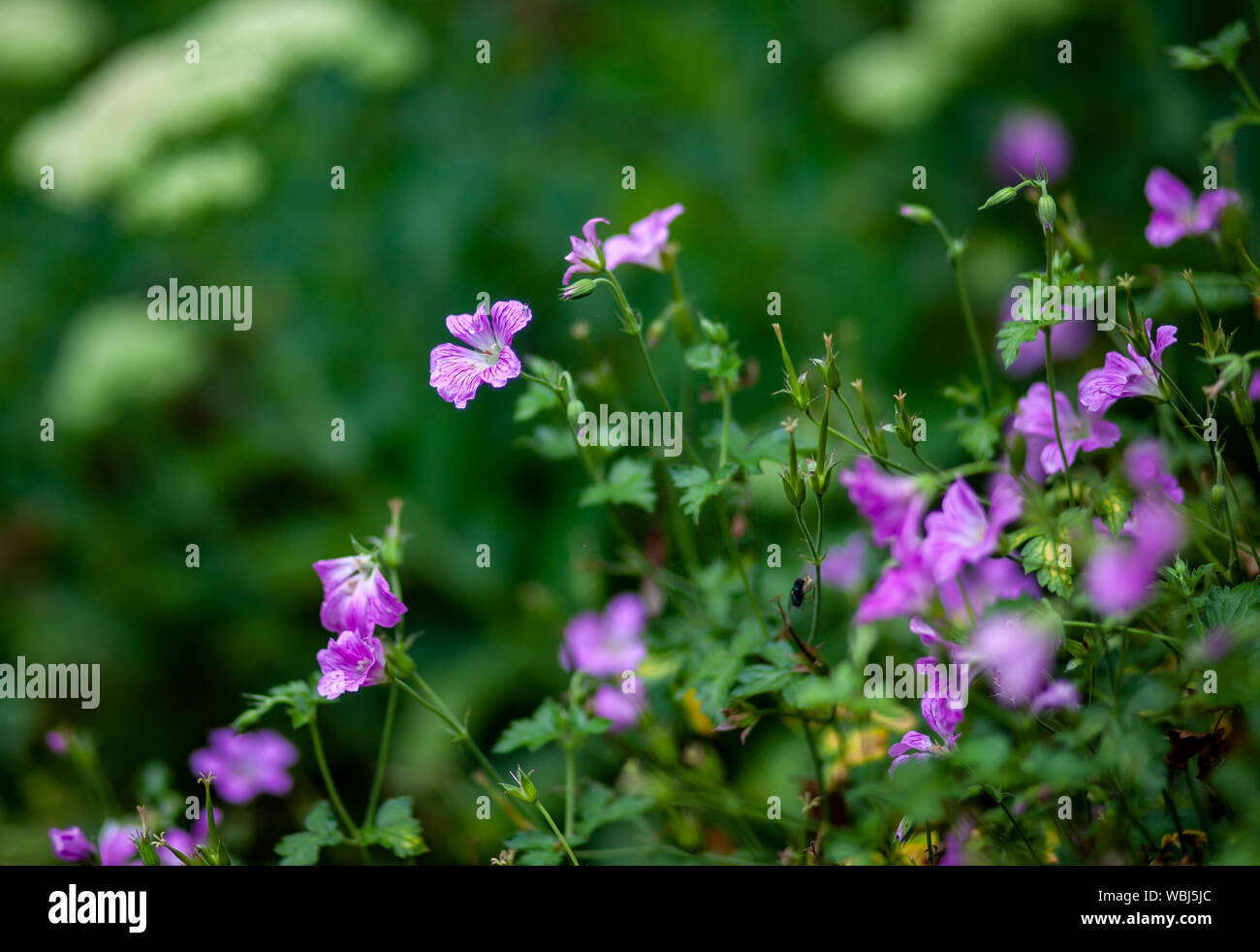 Kleine lila Blumen in einem Garten Stockfoto