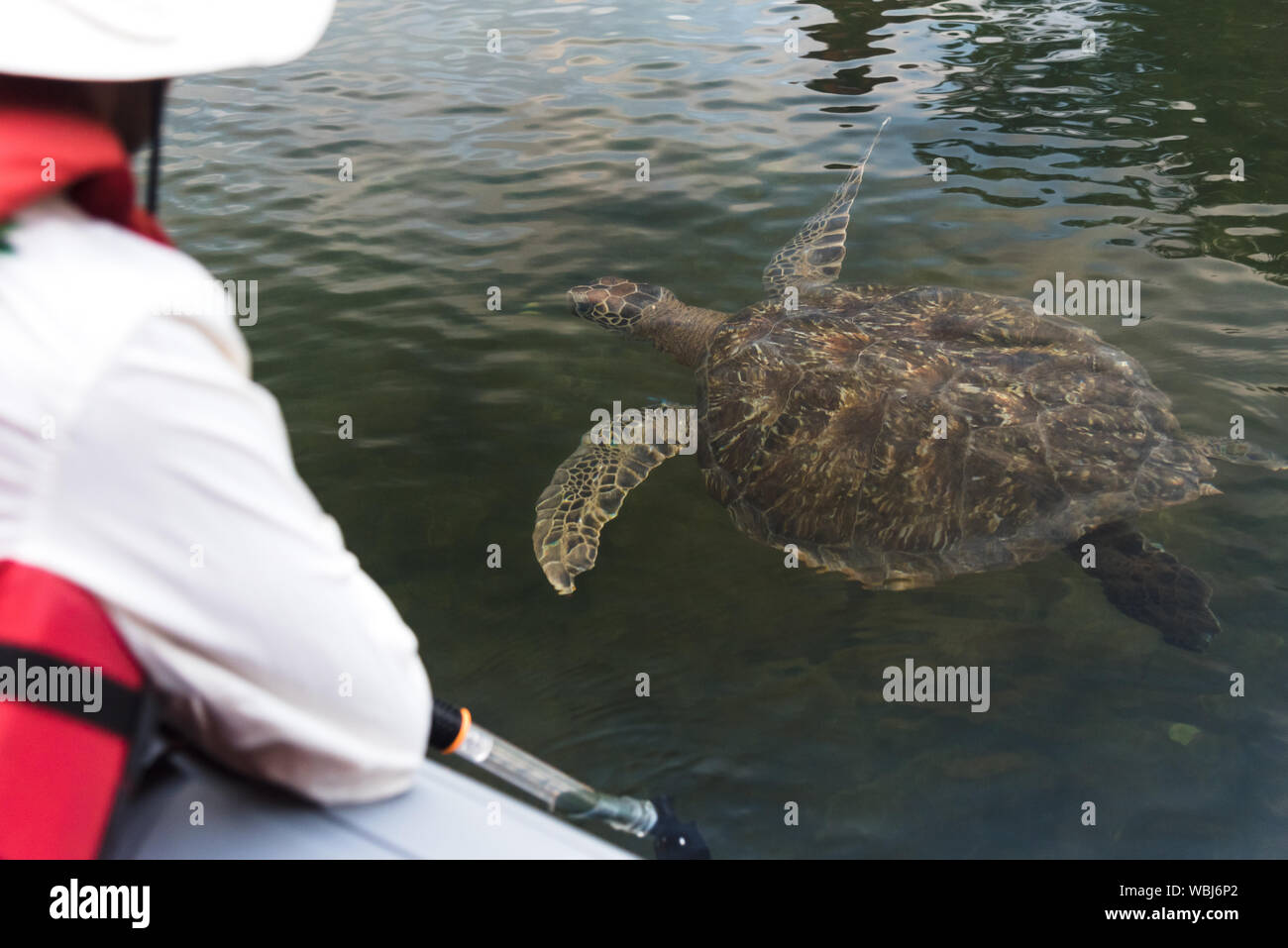 Touristische Ansehen eines Galapagos Green Turtle vom boot Black Turtle Cove, Santa Cruz, Galapagos, Ecuador, Südamerika. Stockfoto