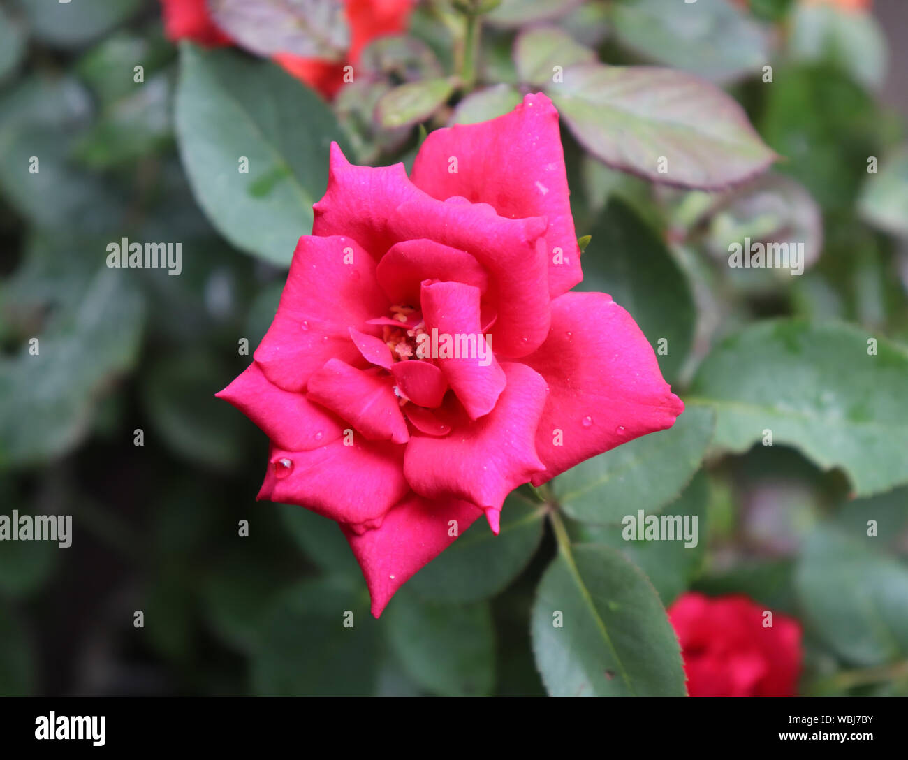 Schöne rote Rose Blume Im Garten Stockfoto