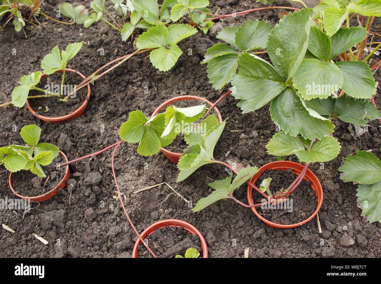 Erdbeere Läufer. Vermehrungsmaterial Neue erdbeerpflanzen von Läufern im Spätsommer. Großbritannien Stockfoto