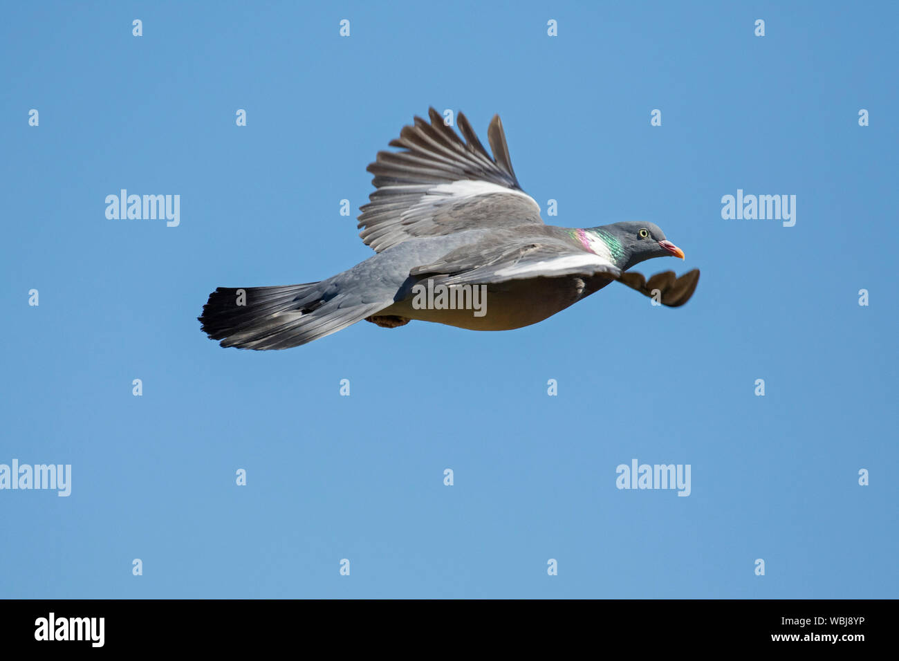 Gemeinsame Ringeltaube (Columba palumbus) im Flug gegen den blauen Himmel Stockfoto Gemeinsame Ringeltaube (Columba palumbus) im Flug gegen den blauen Himmel Stockfoto
