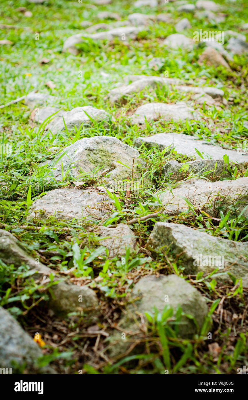 Grüne Gras wachsen durch die Steine in den Park. Stockfoto