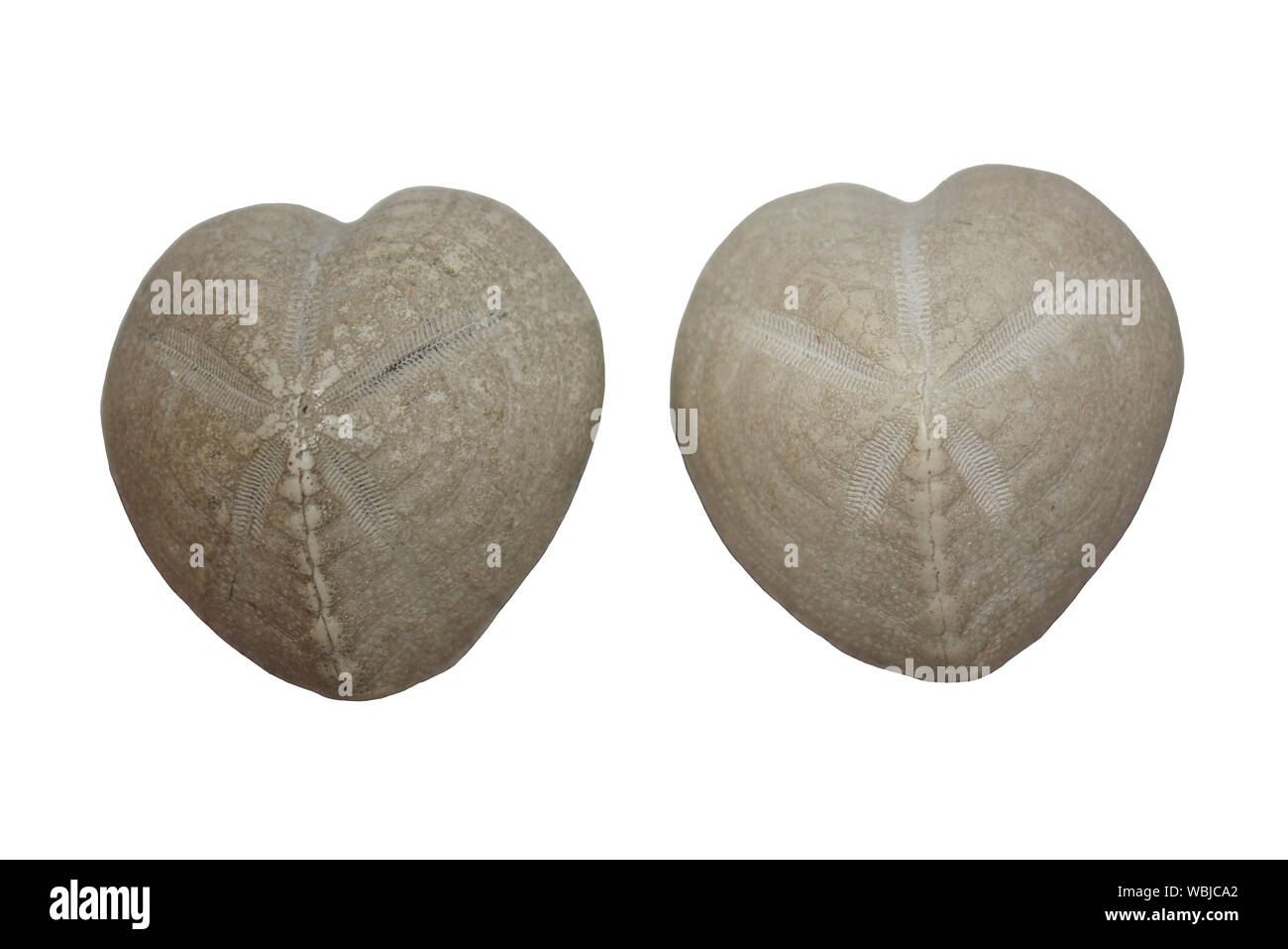 Fossile Seeigel - Herzförmige Urchin Stockfoto