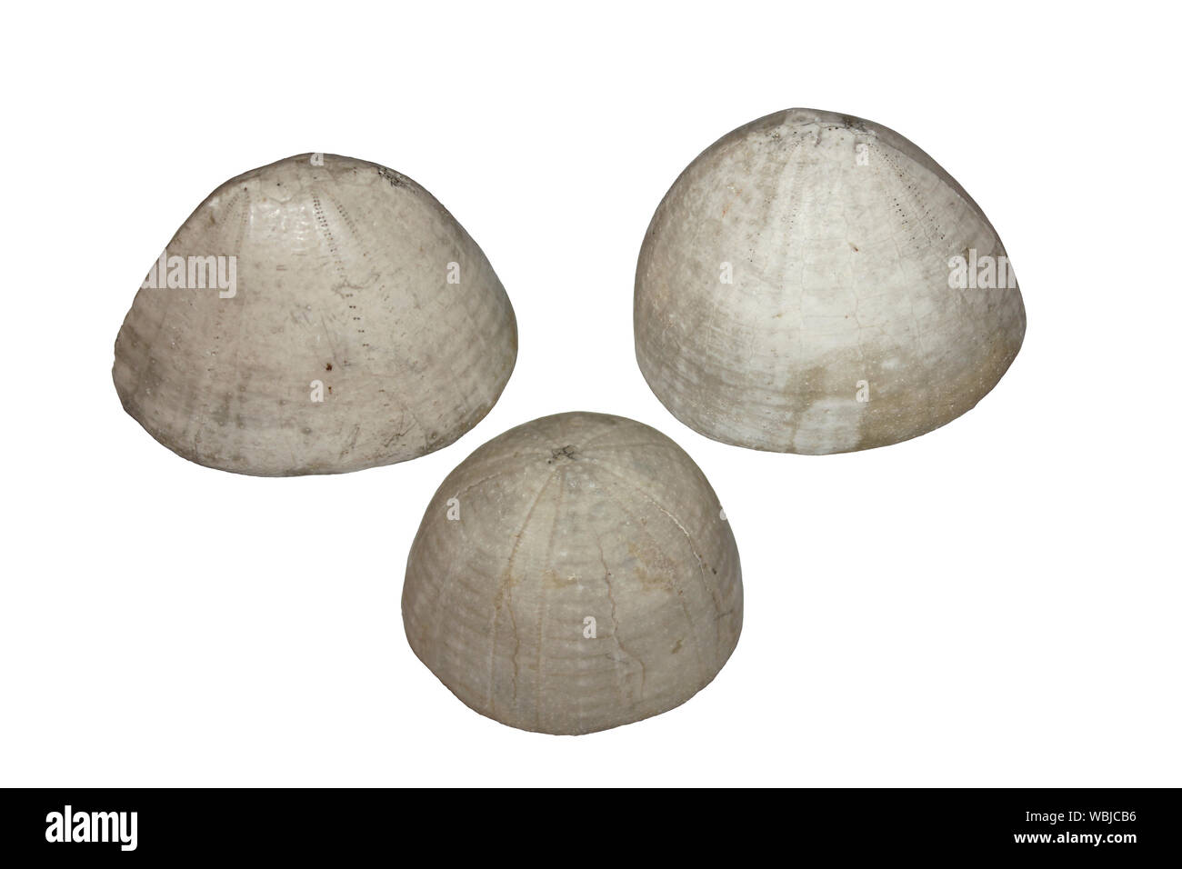 Folklore umliegenden Fossilen Echinoids Echinocorys sp. gegeben sind Namen wie Hirten Krone Stockfoto