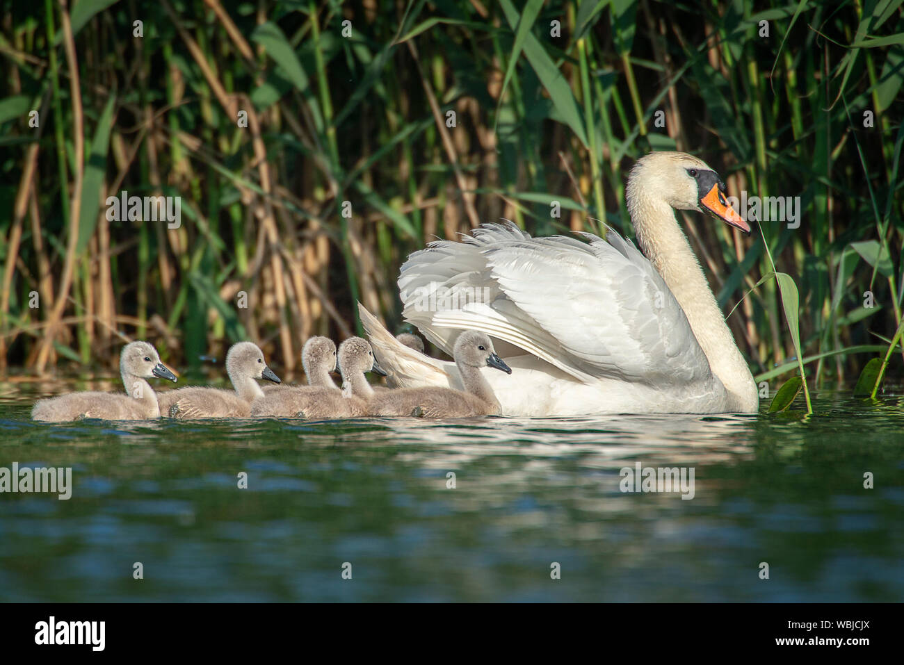 Mute swan mit Küken, im Wasser. Stockfoto
