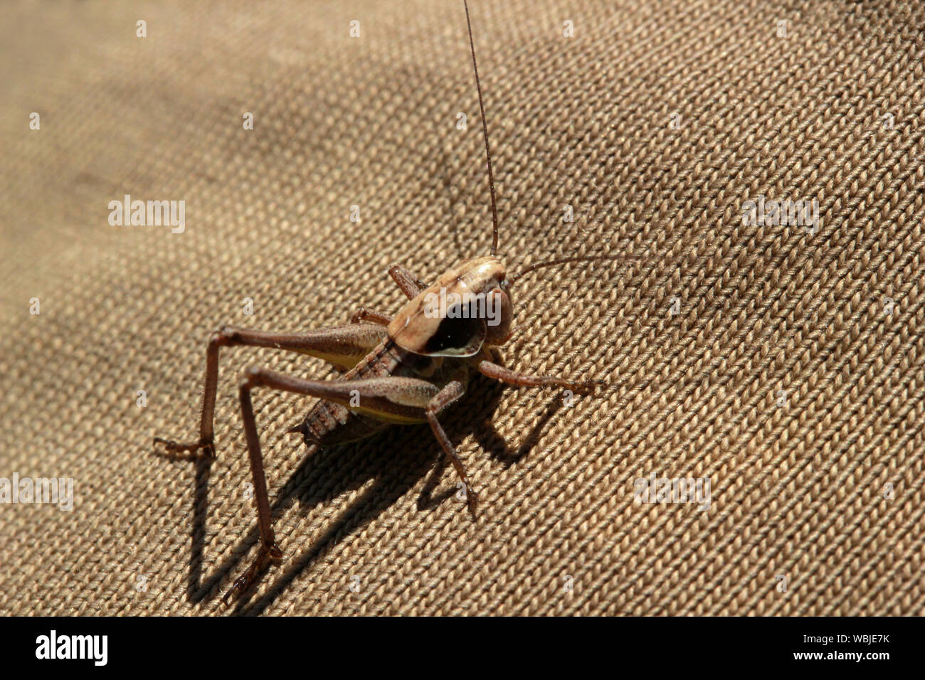 Heuschrecke Stockfoto