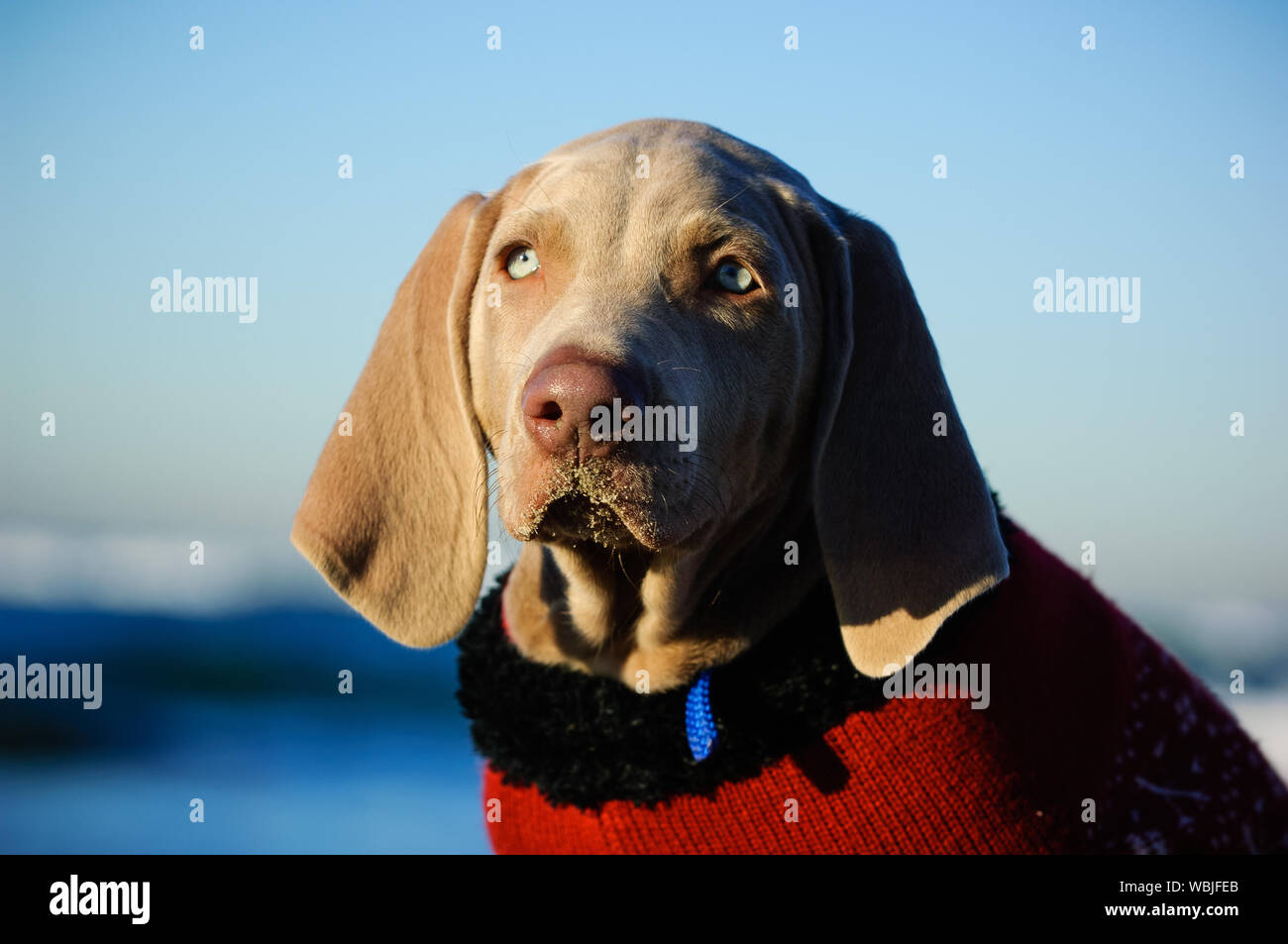 Close-up Portrait von Weimaraner tragen Pullover Stockfoto