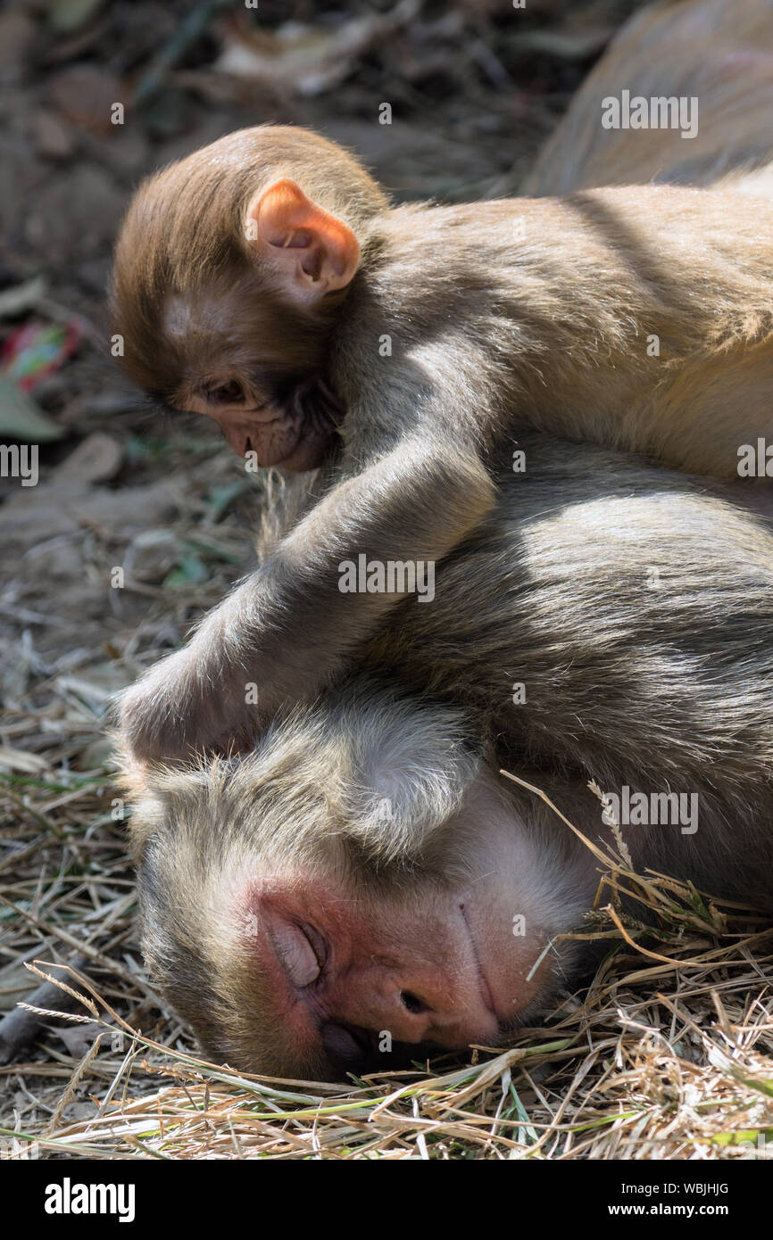 Infant Rhesus Makaken (Macaca mulatta) monkey Pflege ein Erwachsener schlafen Affe, Swayambhunath, Nepal Stockfoto