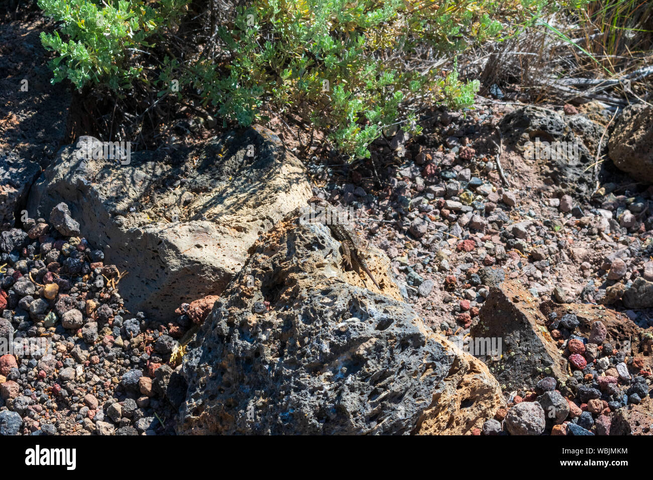 Eine Echse Erwärmung auf einem Felsen in der Lava Beds National Monument Stockfoto