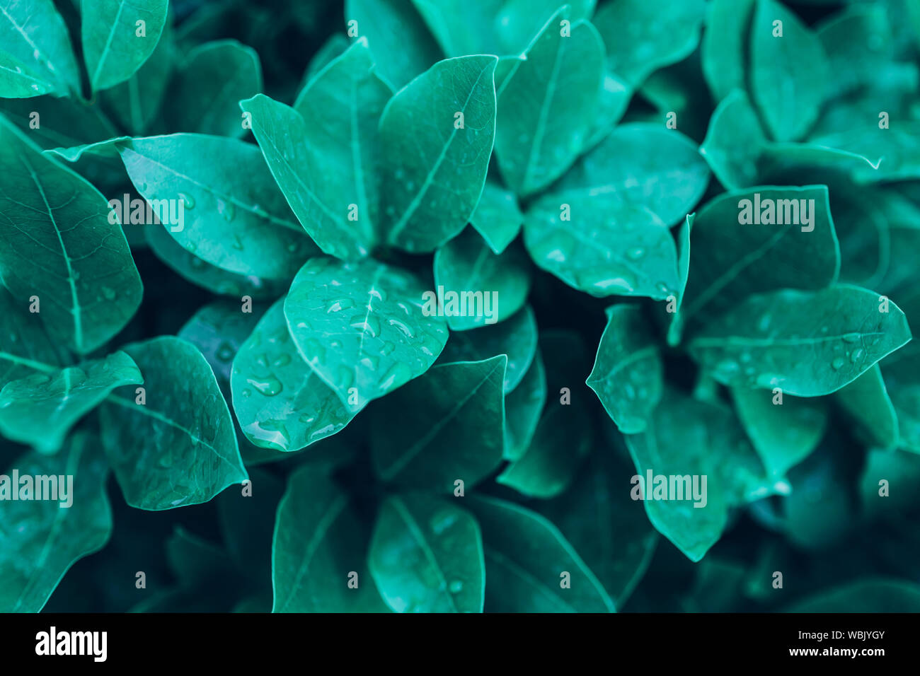 Natürliche Hintergrund closeup mit großen feuchten grünen Blätter einer hellen Farbe. Natur Hintergrund. Stockfoto