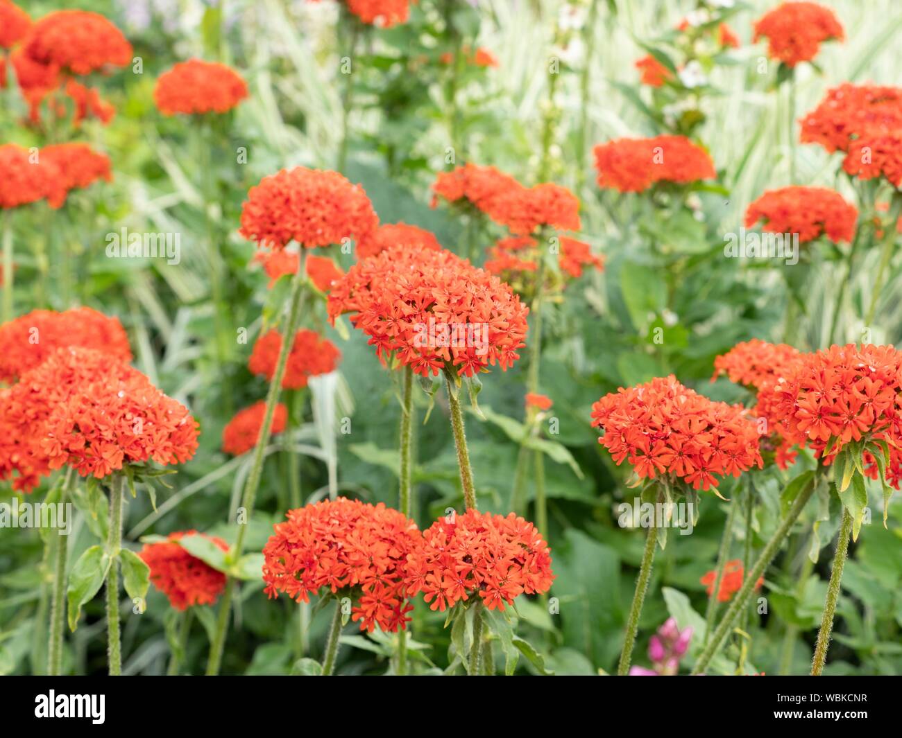 Lupinus chalcedonica, Jerusalem oder Malteserkreuz. Stockfoto