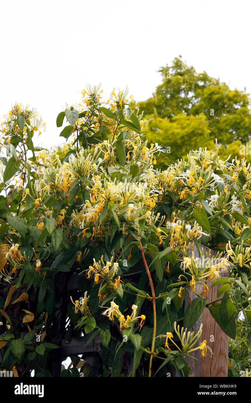 LONICERA IMILIS VIELFALT. Dunkelrot. Geißblatt Stockfoto