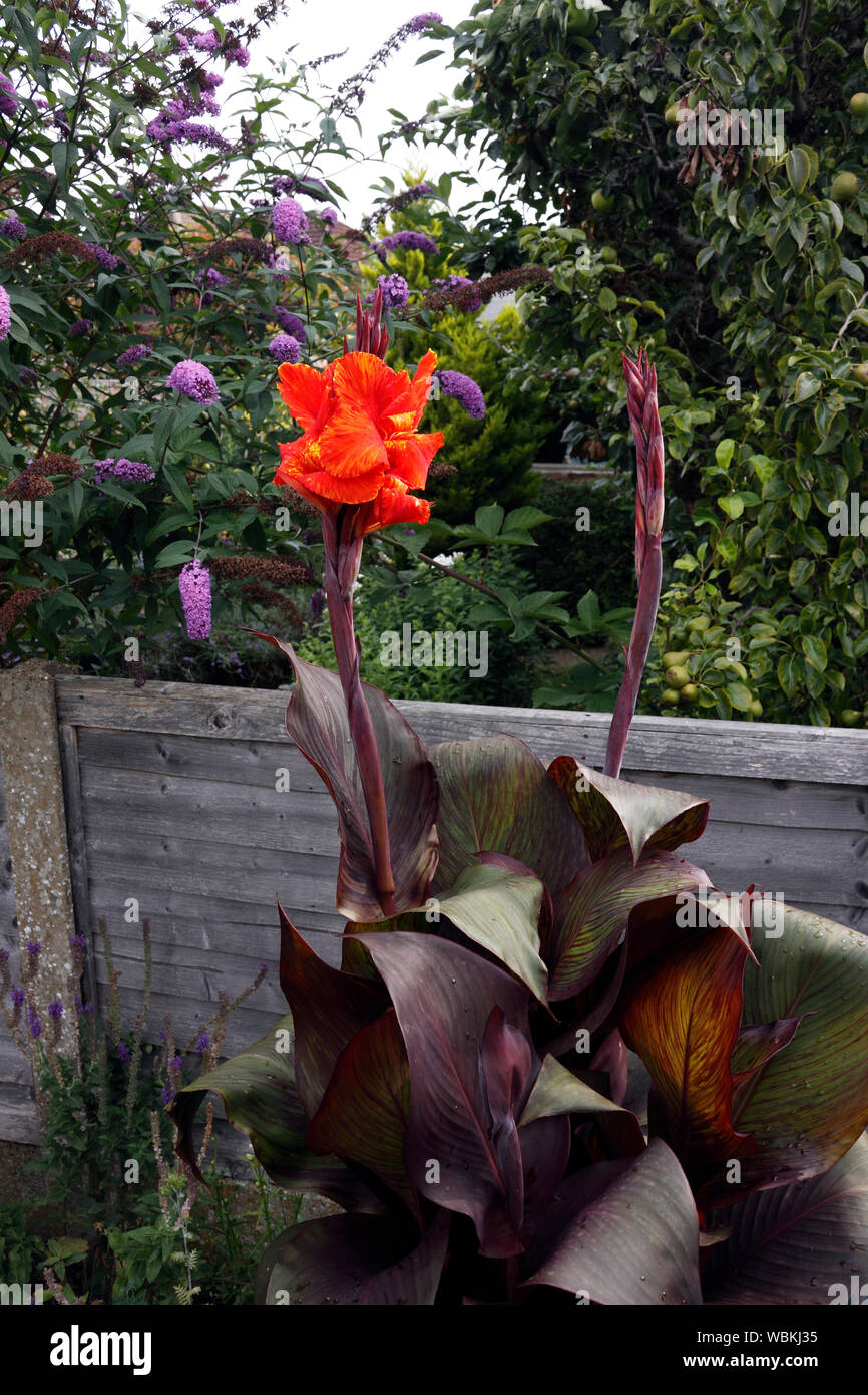 CANNA TROPICANA. Indische SCHUSS ANLAGE Stockfoto