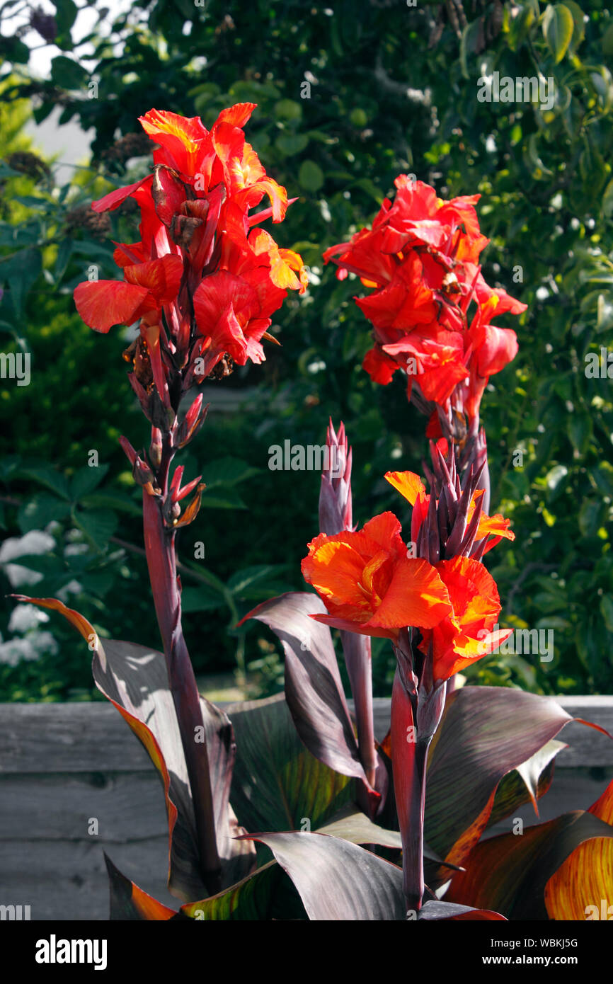 CANNA TROPICANA. Indische SCHUSS ANLAGE Stockfoto