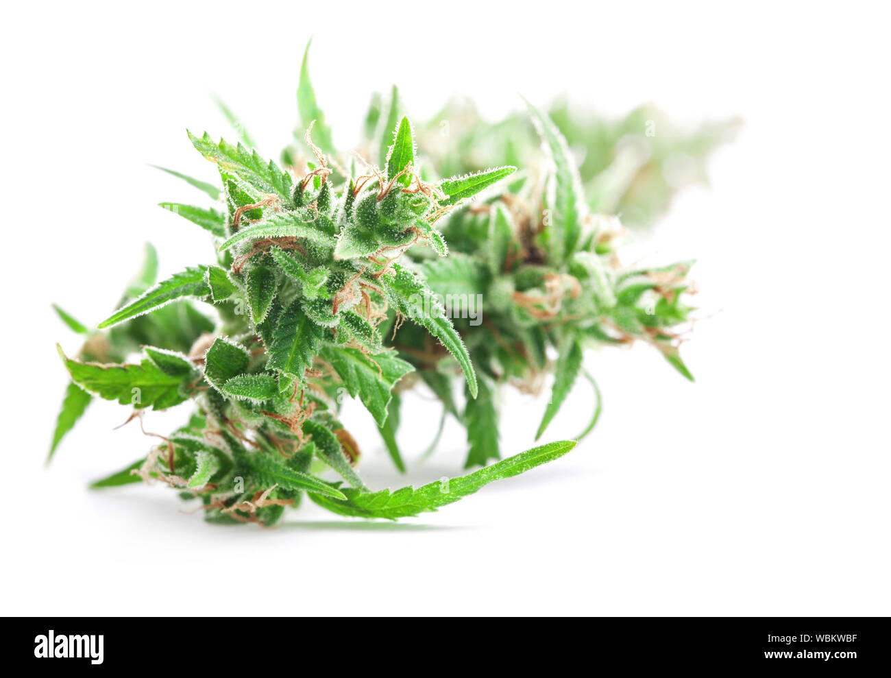 Frische medizinisches Marihuana auf weißem Hintergrund. Therapeutischen und medizinischen Cannabis Stockfoto