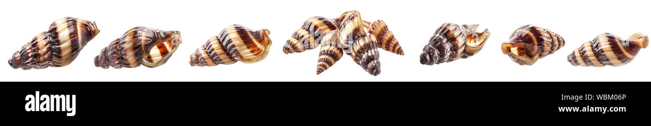 Shell von Aquarium Assassin Schnecke Clea Helena (Anentome Helena) auf weißem Hintergrund Stockfoto