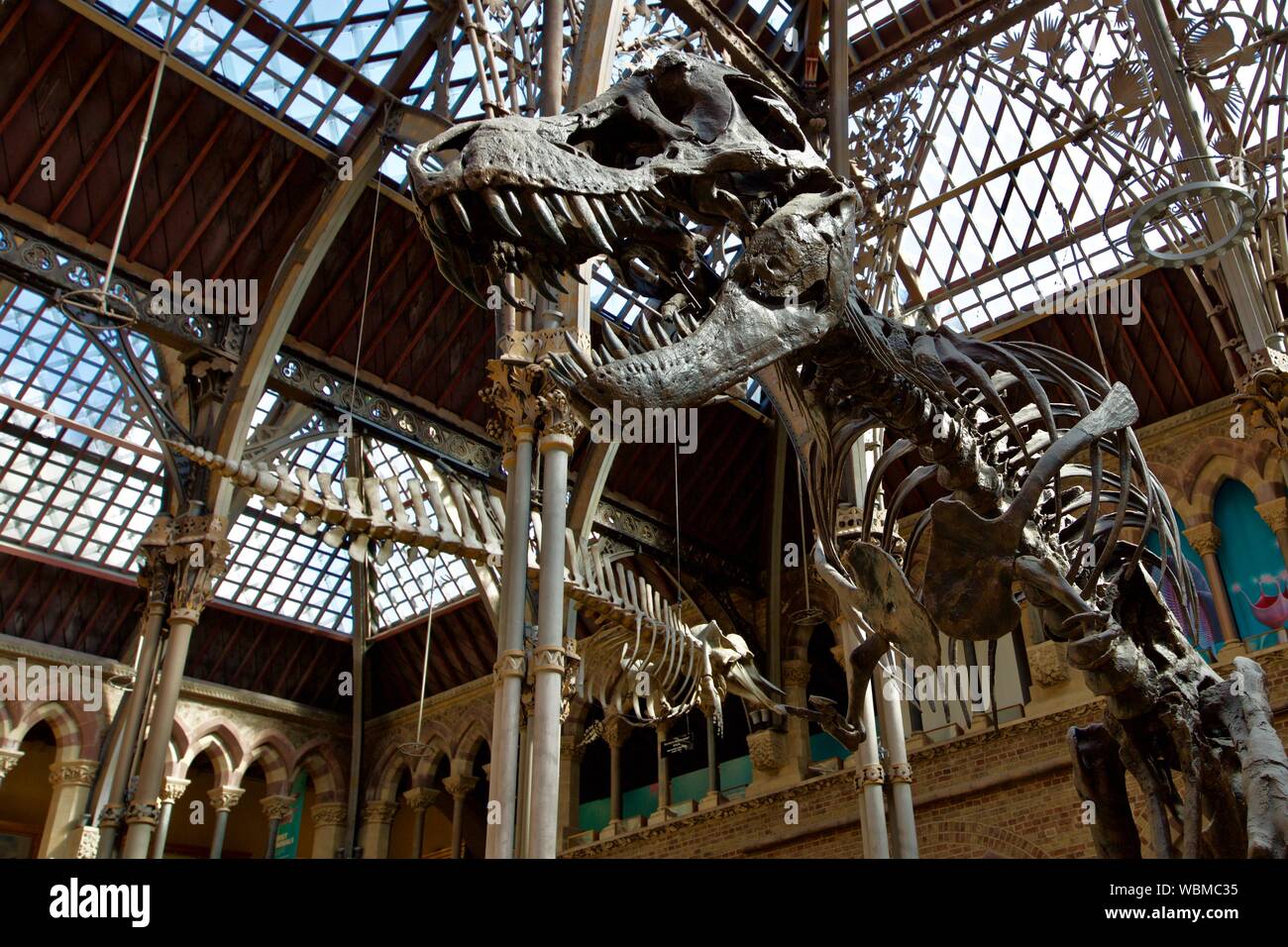 Oxford University Museum of Natural History Stockfoto