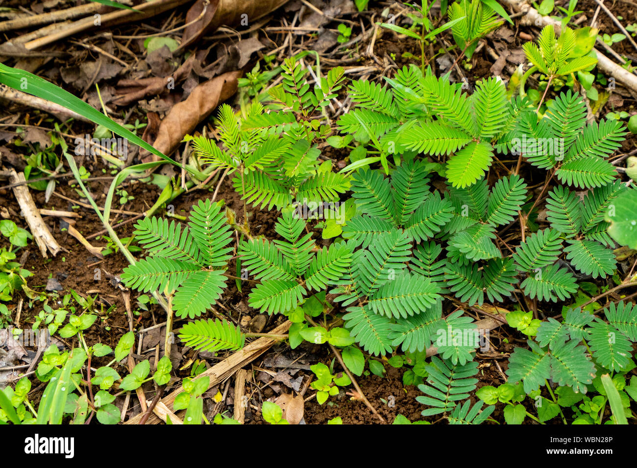 Mimosa pudica Dormilones, Rühr-mich-nicht, shameplant, Zombie Pflanze, oder schüchtern Werk) Stockfoto