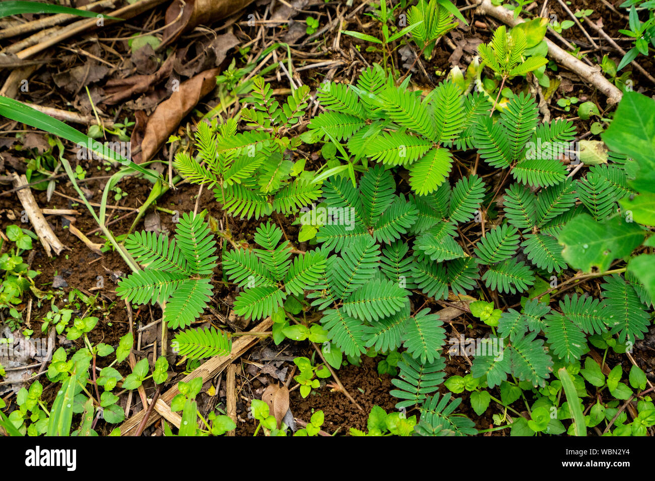 Mimosa pudica Dormilones, Rühr-mich-nicht, shameplant, Zombie Pflanze, oder schüchtern Werk) Stockfoto