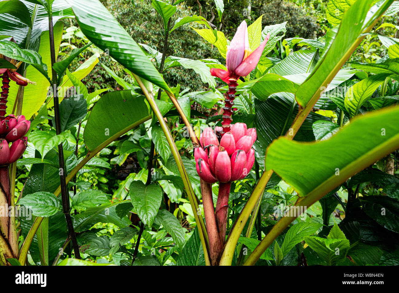 Wilde Pflanze, Rosa Bananen wilde Pflanze, wchst wild in einem Dschungel  in Costa Rica Stockfotografie - Alamy