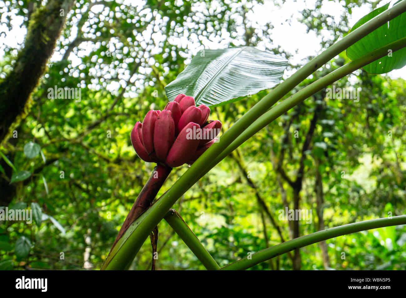 Wilde Pflanze, Rosa Bananen wilde Pflanze, wächst wild in einem Dschungel in Costa Rica Stockfoto