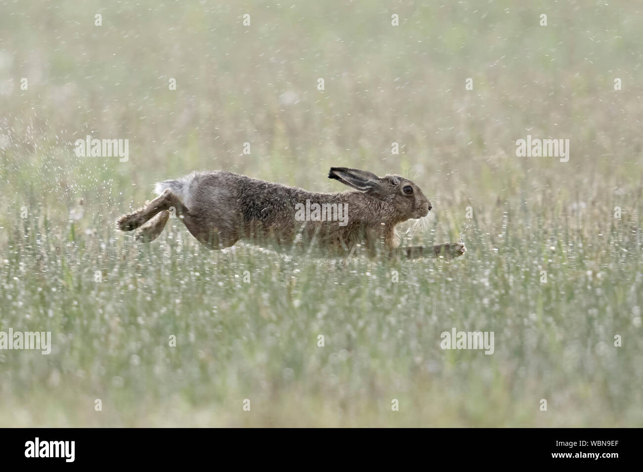 Feldhase/Europäischen Hase/Feldhase (Lepus europaeus) an einem regnerischen Tag im April, laufen durch eine nasse Wiese, gestreckter Sprung, Wildlife, Europa. Stockfoto