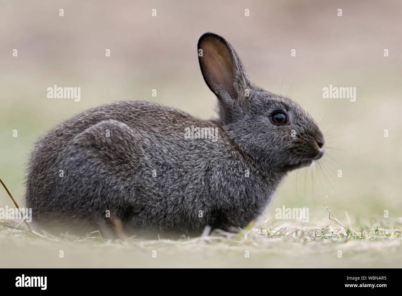 Schwarz Europäischen Kaninchen (Oryctolagus cuniculus), schwarze Form, Melanism, melanistic Färbung, Nahaufnahme, süß aussieht, Wildlife, Europa. Stockfoto