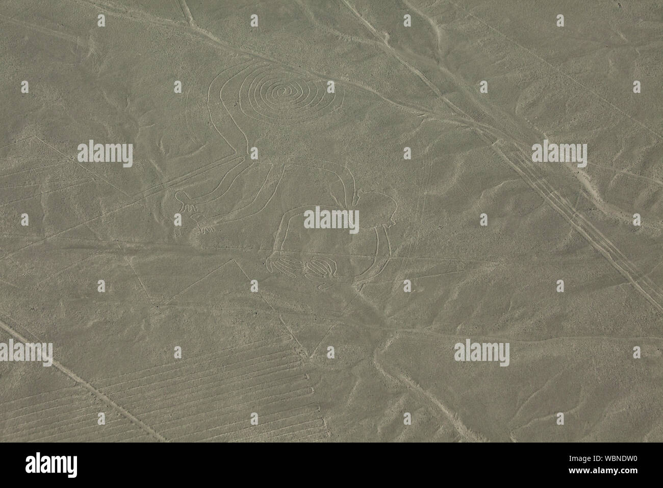 Luftaufnahme von Nazca Linien, ein Affe Geoglyph, Nazca, Peru Stockfoto