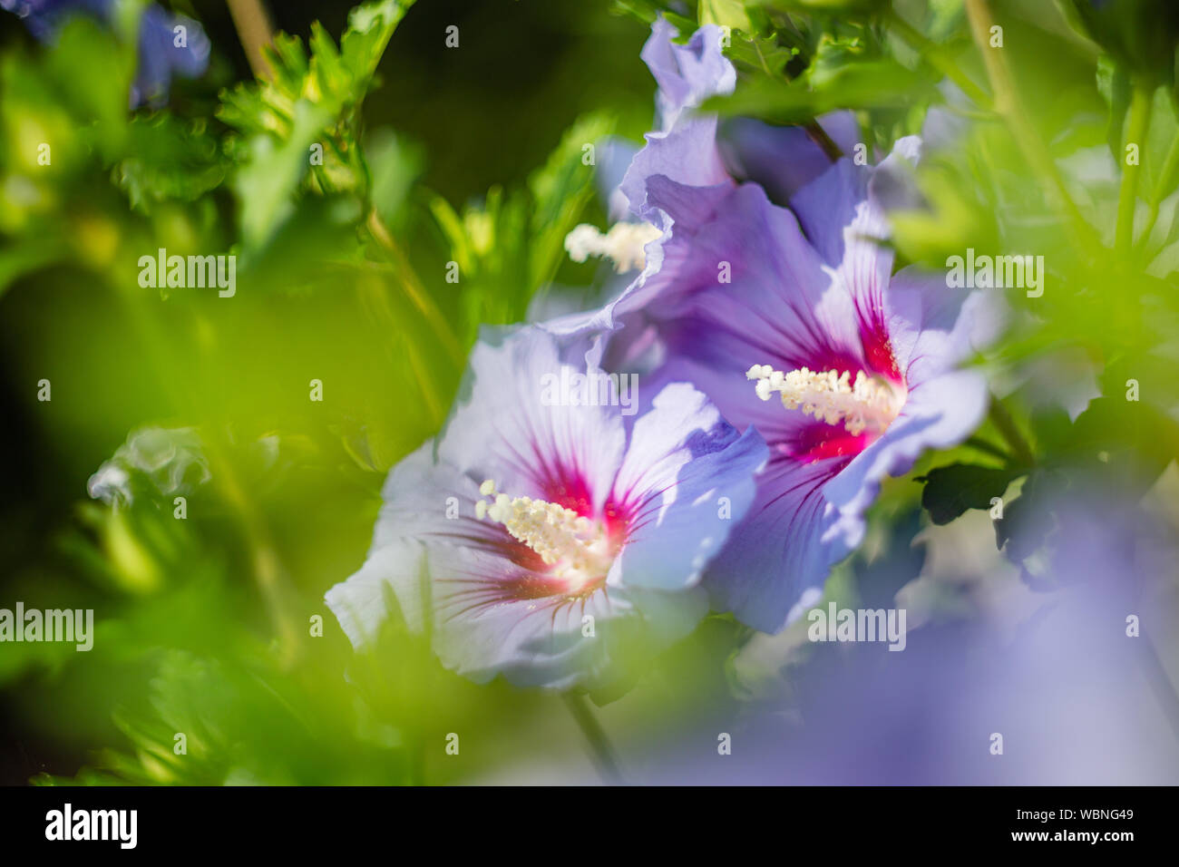Violett und Lila Hibiskus Blume in voller Blüte. Rose von Sharon (Hibiscus syriacus) Stockfoto
