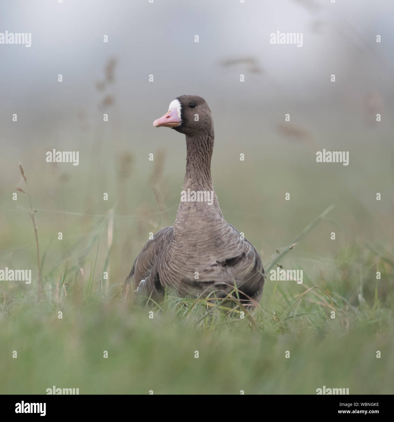 Mehr white-fronted goose (Anser Albifrons), Erwachsener, Ausruhen, saß im hohen Gras einer Wiese, aufmerksam beobachten, Wildlife, Europa. Stockfoto